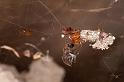 Parasteatoda_lunata_D5181_Z_90_Les Gris_Frankrijk